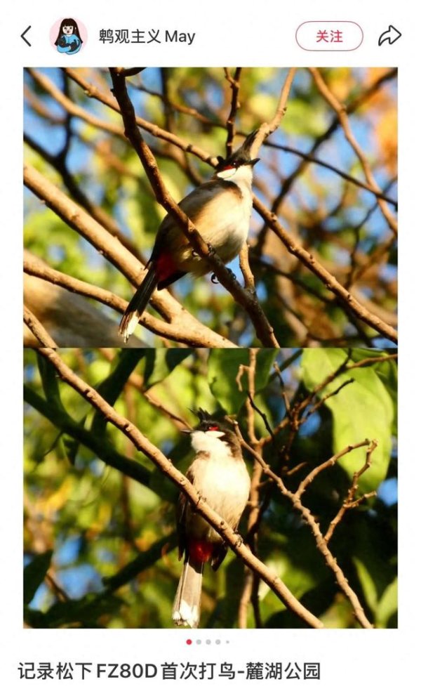 热丰网 年轻人争相入「鸟门」, 整顿「小众爱好」
